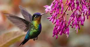 hummingbird symbolism